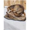 Image 7 : Grey Fox Huntinf A Quail Full Body Taxidermy Mount