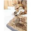Image 8 : Grey Fox Huntinf A Quail Full Body Taxidermy Mount
