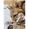 Image 9 : Grey Fox Huntinf A Quail Full Body Taxidermy Mount