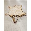 Image 1 : Unique Angora Goat Rug Taxidermy
