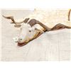 Image 2 : Unique Angora Goat Rug Taxidermy