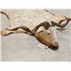 Image 3 : Unique Angora Goat Rug Taxidermy