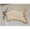 Image 8 : Unique Angora Goat Rug Taxidermy