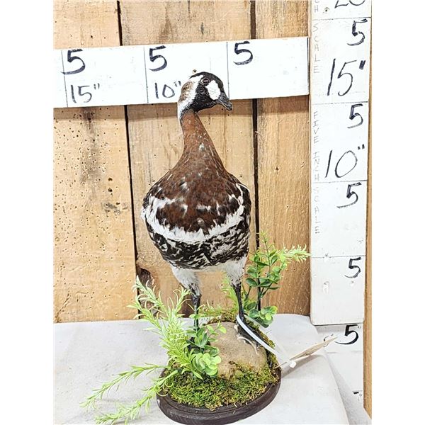 Eurasian Red Breasted Goose Full Body Bird Taxidermy