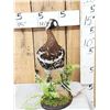 Image 1 : Eurasian Red Breasted Goose Full Body Bird Taxidermy