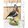 Image 3 : Eurasian Red Breasted Goose Full Body Bird Taxidermy