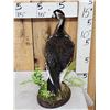 Image 4 : Eurasian Red Breasted Goose Full Body Bird Taxidermy