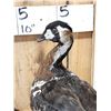 Image 5 : Eurasian Red Breasted Goose Full Body Bird Taxidermy