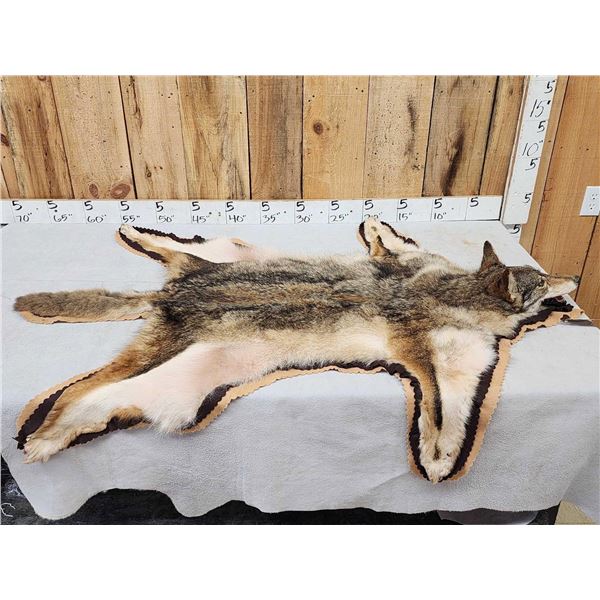 Coyote Rug Taxidermy