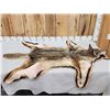 Image 1 : Coyote Rug Taxidermy