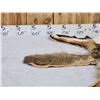 Image 2 : Coyote Rug Taxidermy