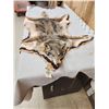 Image 3 : Coyote Rug Taxidermy