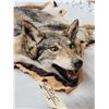 Image 4 : Coyote Rug Taxidermy