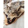 Image 5 : Coyote Rug Taxidermy