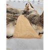 Image 6 : Coyote Rug Taxidermy