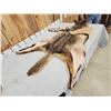 Image 7 : Coyote Rug Taxidermy