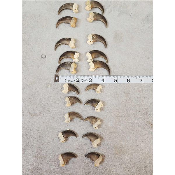 Set Of 20 Black Bear Claws Taxidermy