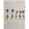 Image 3 : Set Of 20 Black Bear Claws Taxidermy