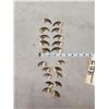 Image 4 : Set Of 20 Black Bear Claws Taxidermy