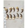 Image 5 : Set Of 20 Black Bear Claws Taxidermy