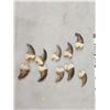 Image 6 : Set Of 20 Black Bear Claws Taxidermy