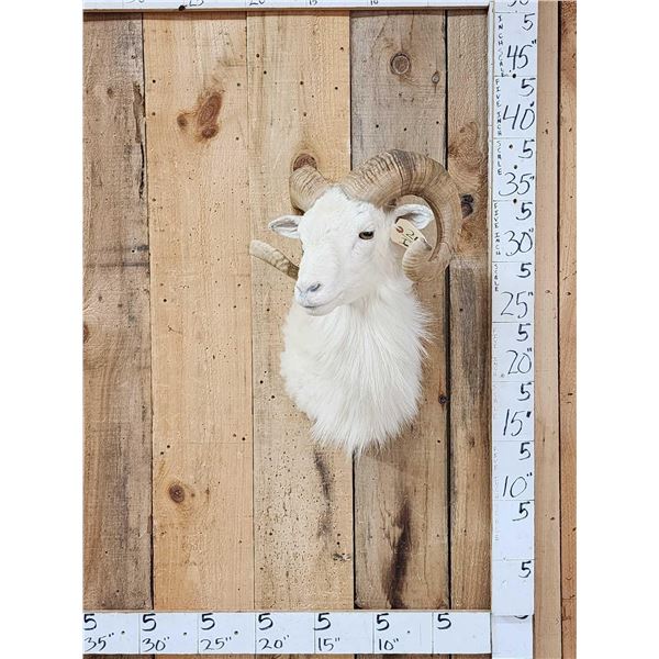 Texas Dall Ram Sheep Shoulder Mount Taxidermy
