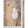 Image 1 : Texas Dall Ram Sheep Shoulder Mount Taxidermy