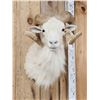 Image 2 : Texas Dall Ram Sheep Shoulder Mount Taxidermy