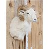 Image 3 : Texas Dall Ram Sheep Shoulder Mount Taxidermy
