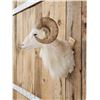 Image 4 : Texas Dall Ram Sheep Shoulder Mount Taxidermy