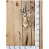 Image 1 : African Duiker Shoulder Mount Taxidermy