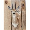 Image 2 : African Duiker Shoulder Mount Taxidermy