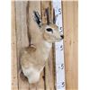 Image 3 : African Duiker Shoulder Mount Taxidermy