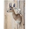 Image 4 : African Duiker Shoulder Mount Taxidermy