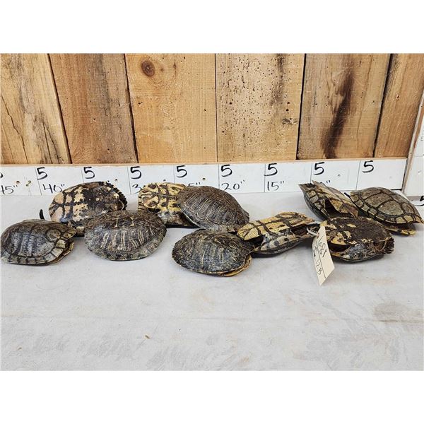 10 Red Eared Slider Turtle Shells Taxidermy