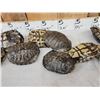 Image 3 : 10 Red Eared Slider Turtle Shells Taxidermy