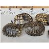 Image 4 : 10 Red Eared Slider Turtle Shells Taxidermy