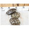 Image 6 : 10 Red Eared Slider Turtle Shells Taxidermy