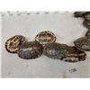 Image 8 : 10 Red Eared Slider Turtle Shells Taxidermy
