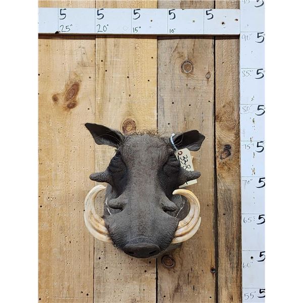 African Warthog Shoulder Mount Taxidermy