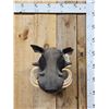 Image 1 : African Warthog Shoulder Mount Taxidermy