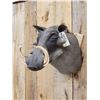 Image 2 : African Warthog Shoulder Mount Taxidermy