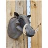 Image 3 : African Warthog Shoulder Mount Taxidermy