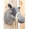 Image 4 : African Warthog Shoulder Mount Taxidermy