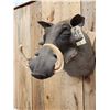 Image 5 : African Warthog Shoulder Mount Taxidermy