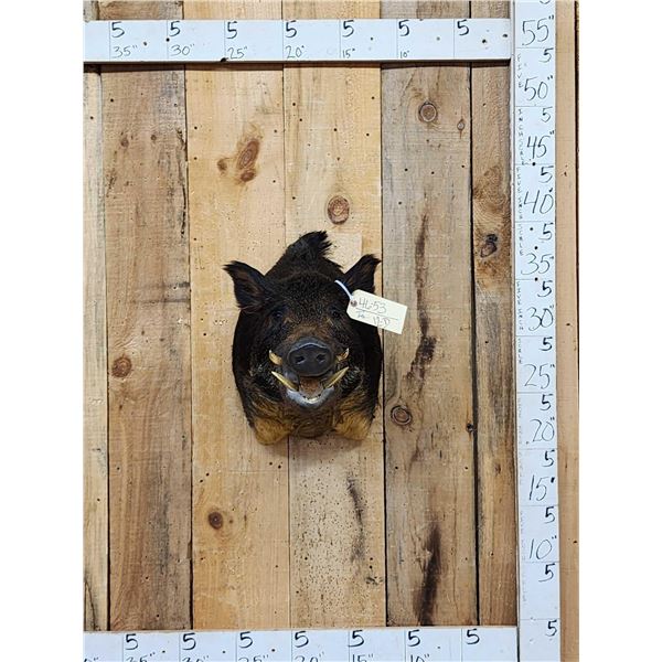 Wild Boar Hog Shoulder Mount Taxidermy