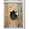 Image 1 : Wild Boar Hog Shoulder Mount Taxidermy
