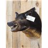 Image 2 : Wild Boar Hog Shoulder Mount Taxidermy