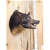 Image 3 : Wild Boar Hog Shoulder Mount Taxidermy