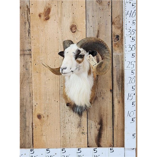 Painted Desert Ram Sheep Shoulder Mount Taxidermy
